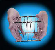 Vanishing Bird Cage